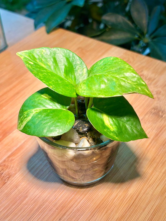 Epipremnum Aureum in Mini Water Based Glass