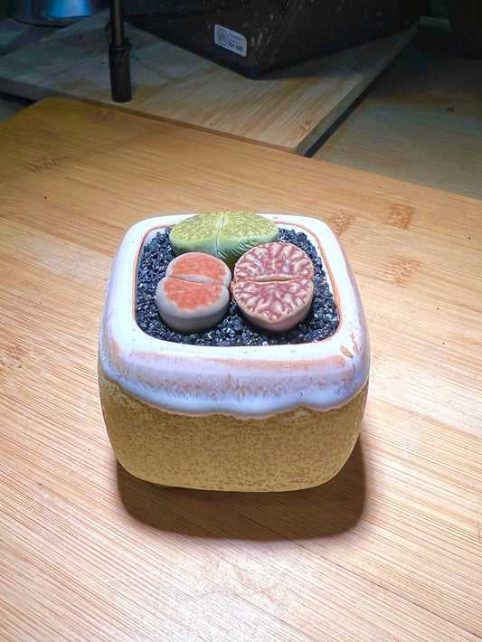 Lithops in Bicolor (Yellow White) Ceramic Pot