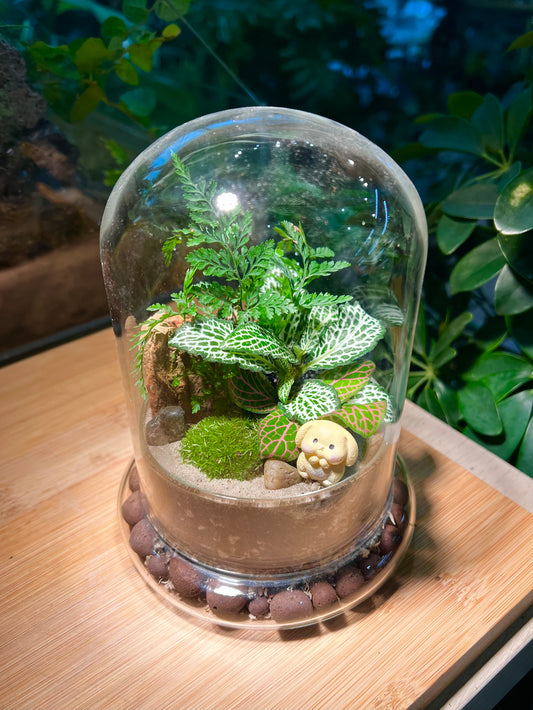 Fittonia & Fern with Moss Arrangement in Bell Glass Terrarium (S)