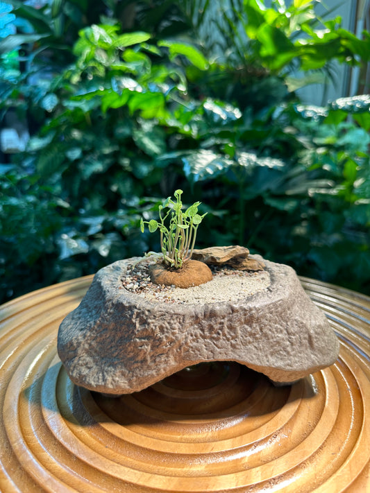 Stephania Erecta Red Stem in Rock Designer Pot