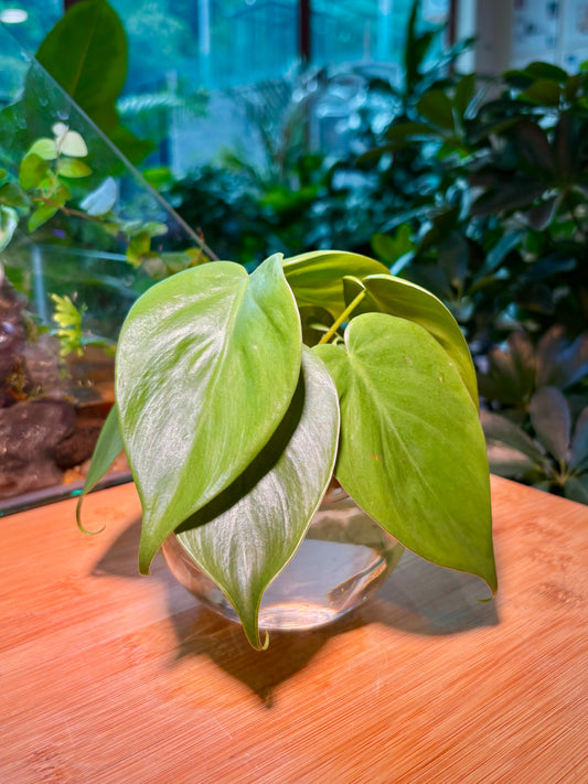 Philodendron Hederaceum in Bowl Water Based Glass