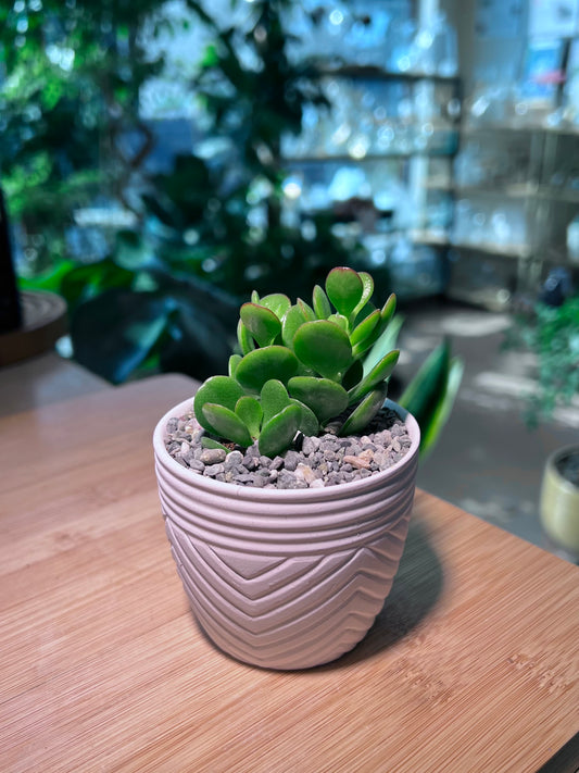 Jade Plant in Pattern Designed Pot