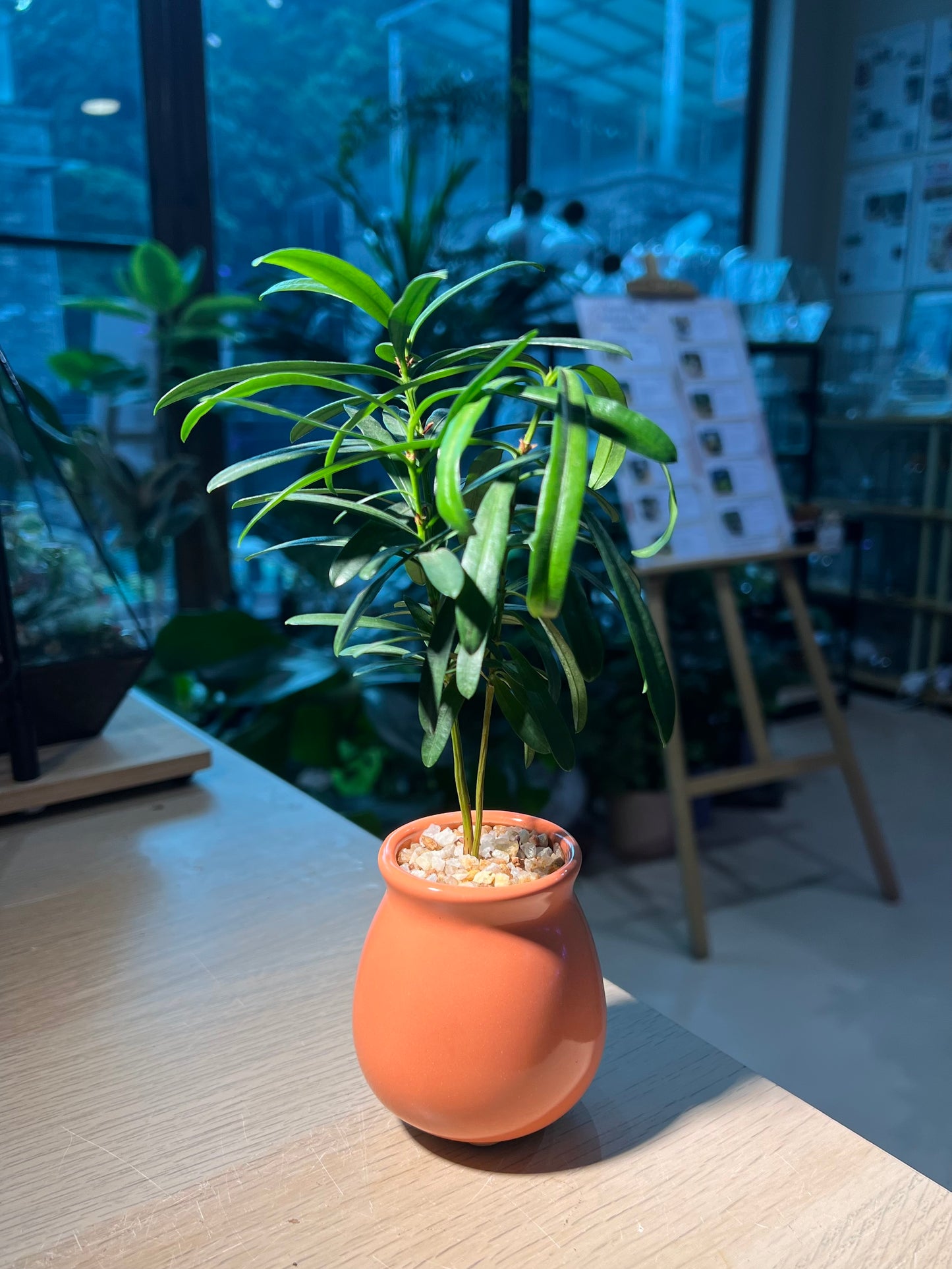 Podocarpus Macrophyllus (罗汉松) in Ceramic Pot