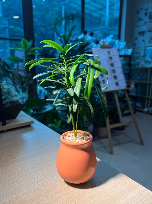 Podocarpus Macrophyllus (罗汉松) in Ceramic Pot
