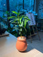 Podocarpus Macrophyllus (罗汉松) in Ceramic Pot