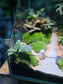 Indoor Plant Arrangement in Serene Forestscape Terrarium