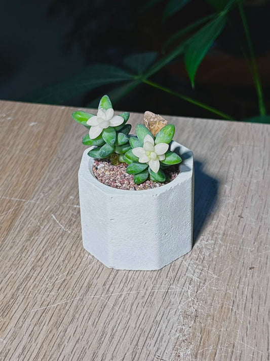 Little Gem (多肉植物) Succulent in Hexagonal Matte Cement Pot