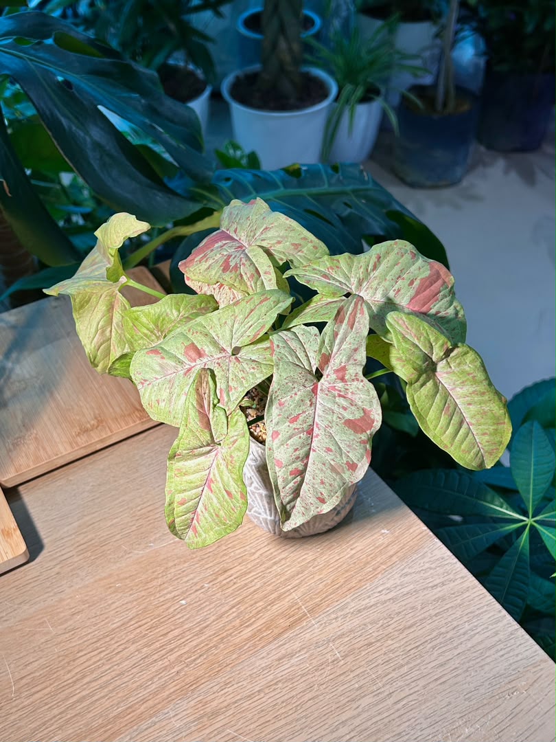 Pink Splash Arrowhead Plant (粉红泼墨合果芋) Syngonium Podophyllum in Grey Texture Ceramic Pot