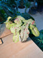 Pink Splash Arrowhead Plant (粉红泼墨合果芋) Syngonium Podophyllum in Grey Texture Ceramic Pot