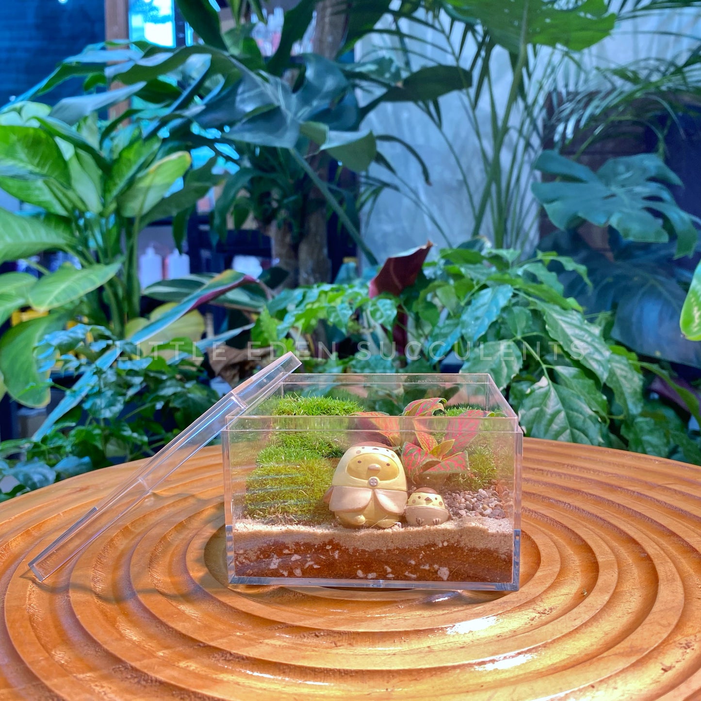 Fittonia & Moss Arrangement in Arcylic Terrarium