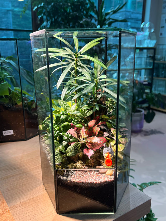 Fittonia, Podocarpus and Bubble Plant Arrangement in Hexagonal Tall Terrarium