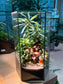 Fittonia, Podocarpus (罗汉松) and Bubble Plant Arrangement in Hexagonal Tall Terrarium