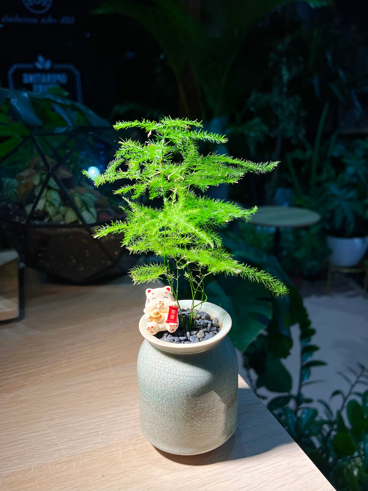 Asparagus Fern in Tall Ceramic Pot