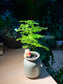 Asparagus Fern in Tall Ceramic Pot