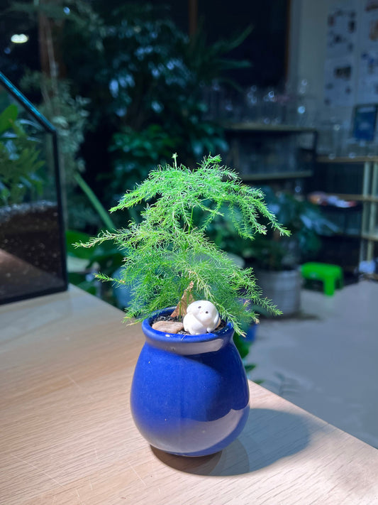 Asparagus Fern in Midnight Blue Ceramic Pot