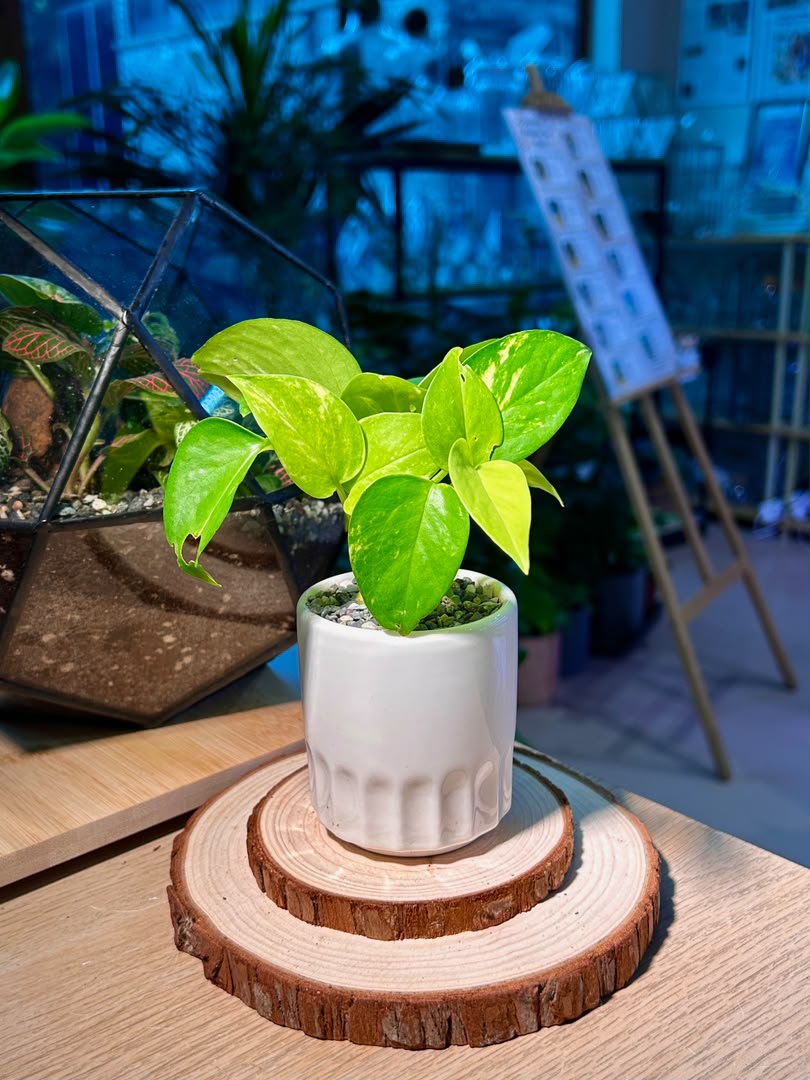 Golden Pothos (黄金葛) Epipremnum Aureum in Geometric Ceramic Pot