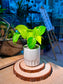 Golden Pothos (黄金葛) Epipremnum Aureum in Geometric Ceramic Pot