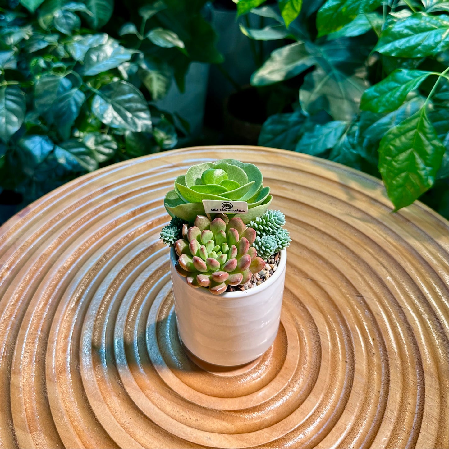 Succulent Arrangement in White Ceramic Cylindrical Pot