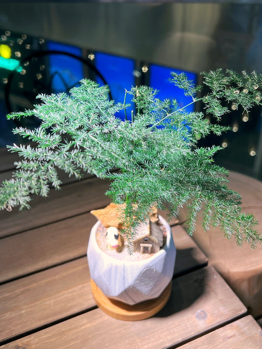 Asparagus Fern in Handmade Geometric Concrete Pot with Bamboo Coaster