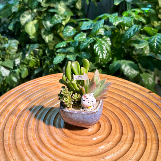 Succulent Arrangement in Designer Pot