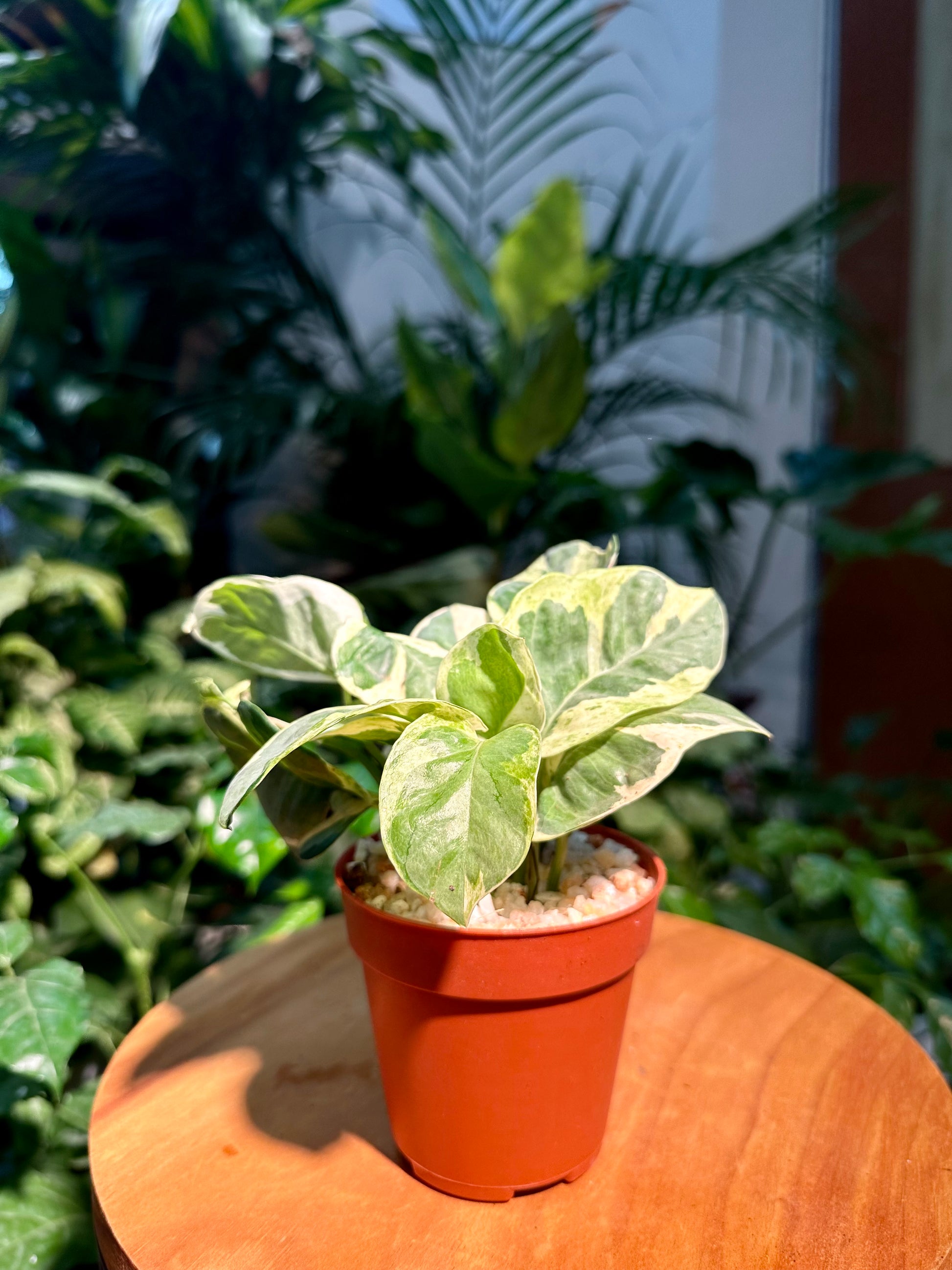 pothos in plastic pot Pothos N'Joy in Plastic Pot