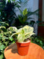 Pothos N'Joy in Plastic Pot