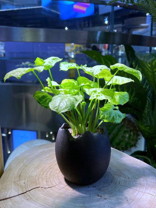 Arrowhead Plant in Broken Eggshell Designed Pot