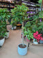 Umbrella Tree (招财八方来财鹅掌柴) Schefflera Arboricola in Textured Ceramic Pot