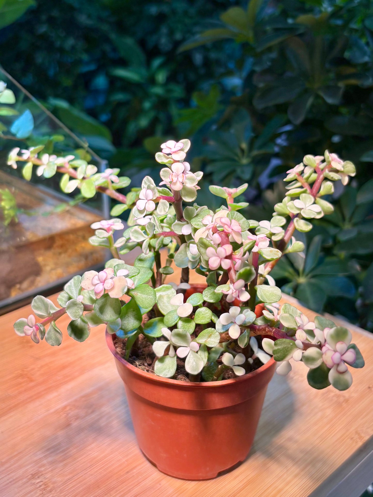 Portulacaria Afra in Plastic Pot