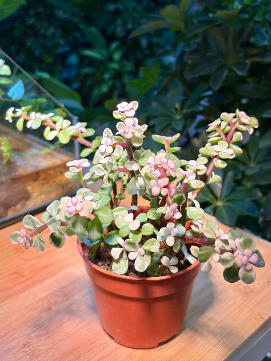 Portulacaria Afra in Plastic Pot
