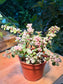 Portulacaria Afra in Plastic Pot