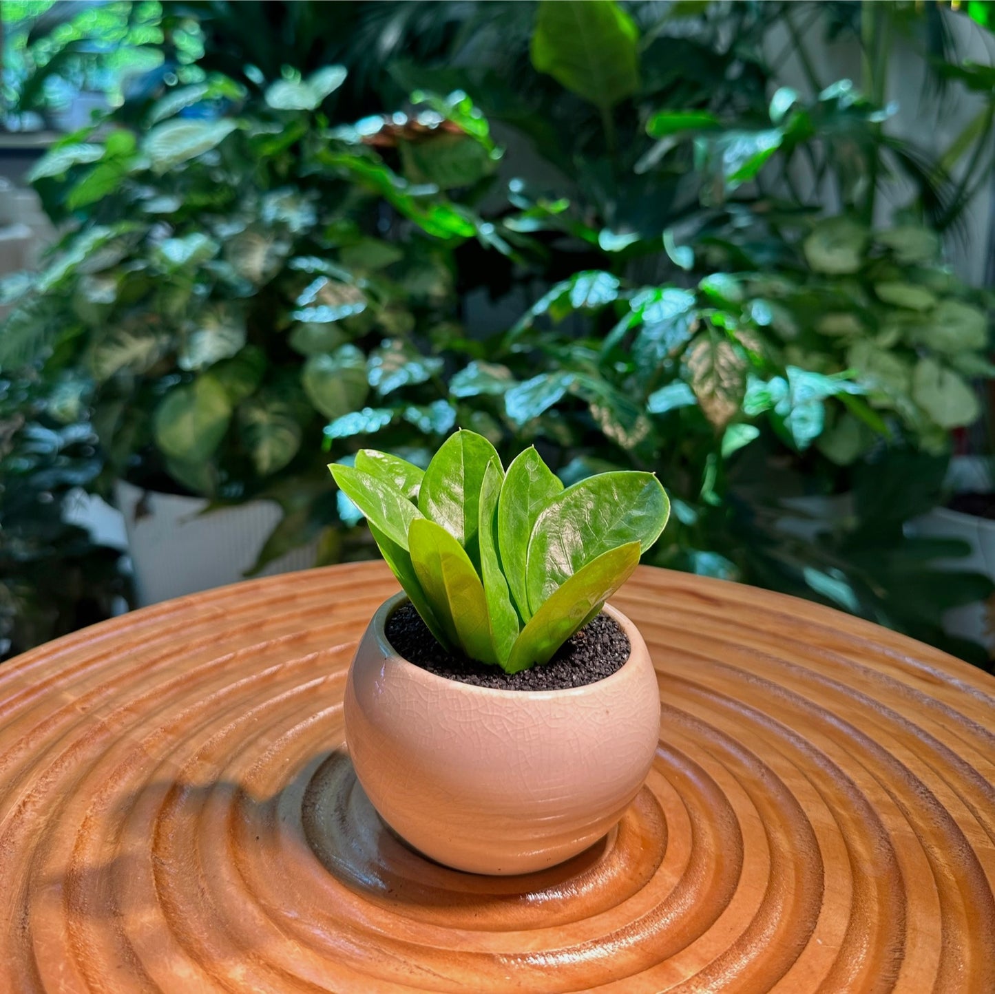 ZZ Plant in White Ceramic Pot