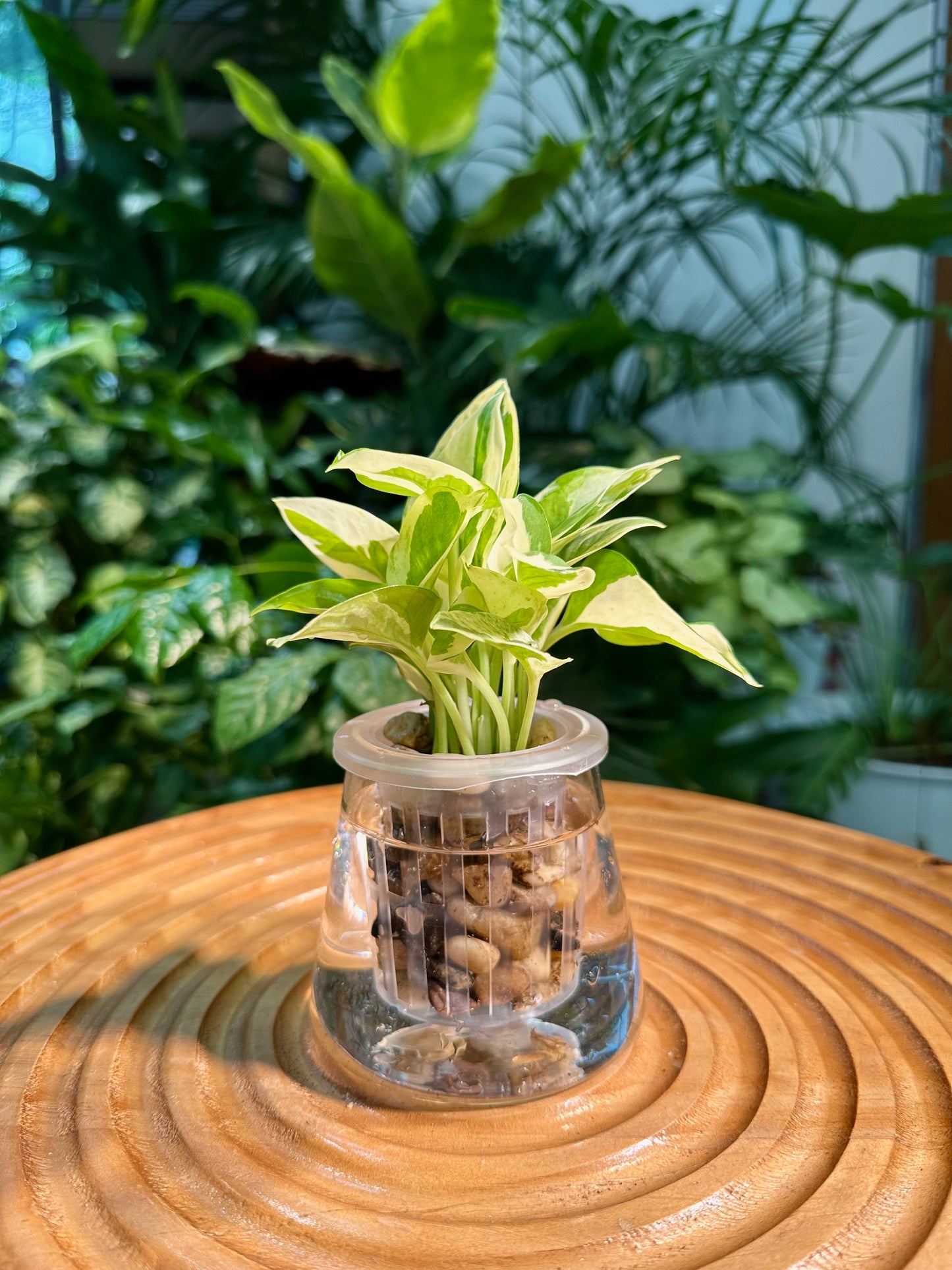 Pothos Njoy in Fuji Fishbowl Glass