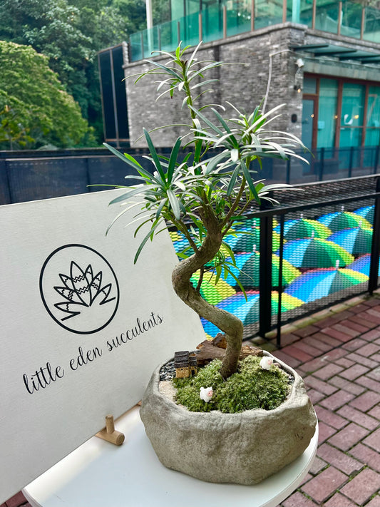 Podocarpus Macrophyllus with Moss (Indoor Plant Bonsai) Arrangement in Irregular Stone Pot