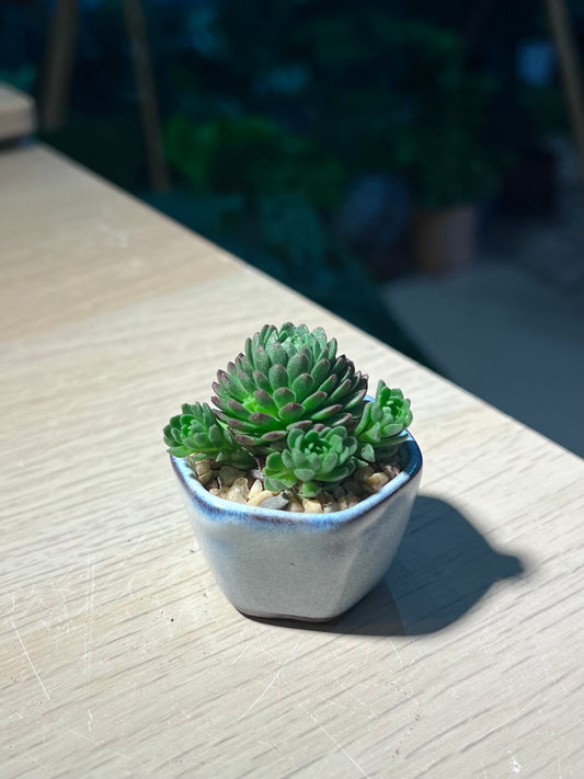 Rosularia Platyphylla in Sea Blue Ceramic Pot