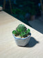 Rosularia Platyphylla in Sea Blue Ceramic Pot