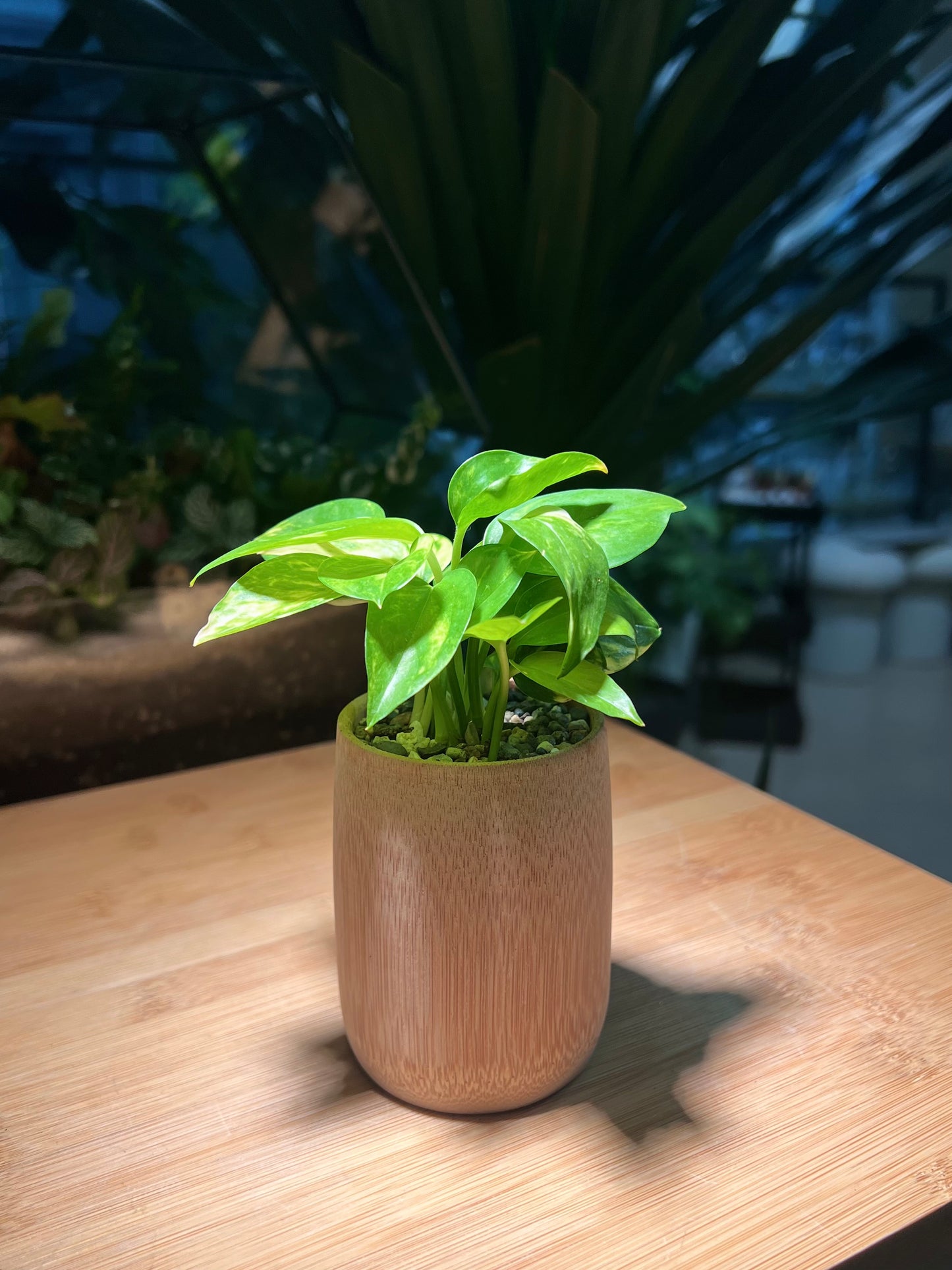 Pothos Njoy in Bamboo Pot