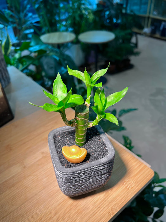 Bamboo Plant in Sqaure Black Ceramic Pot with Gold Ingot Figurine