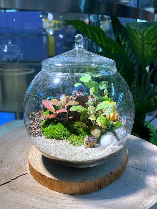 Fittonia & Fern with Moss Arrangement in Fishbowl with Lid