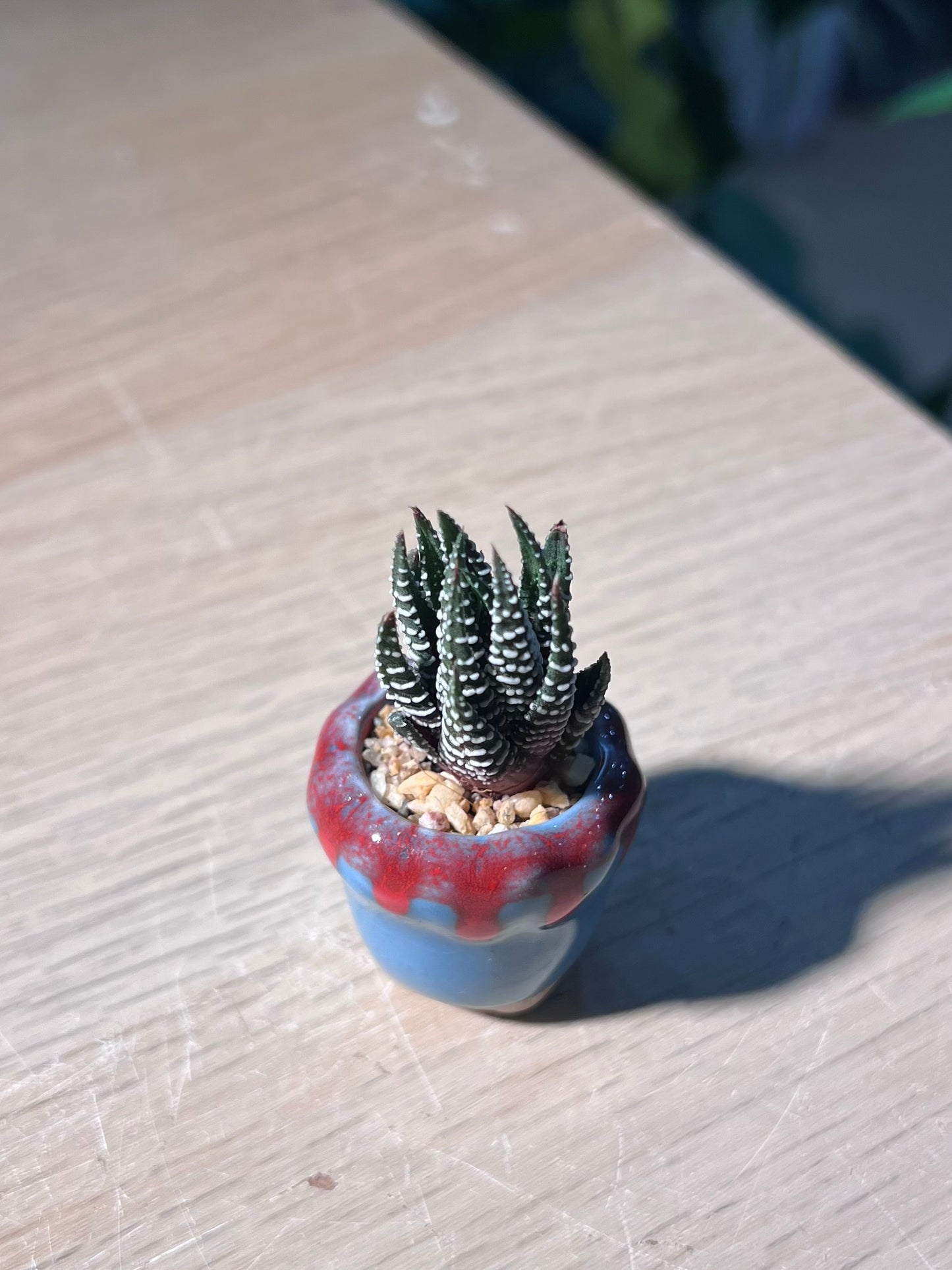 Haworthia (十二卷) in Small Ceramic Pot