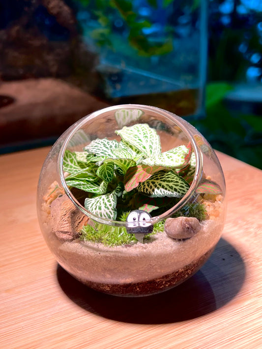 Fittonia with Moss Arrangement in Round Glass (S)