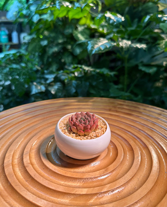 Red Ruby in White Ceramic Pot