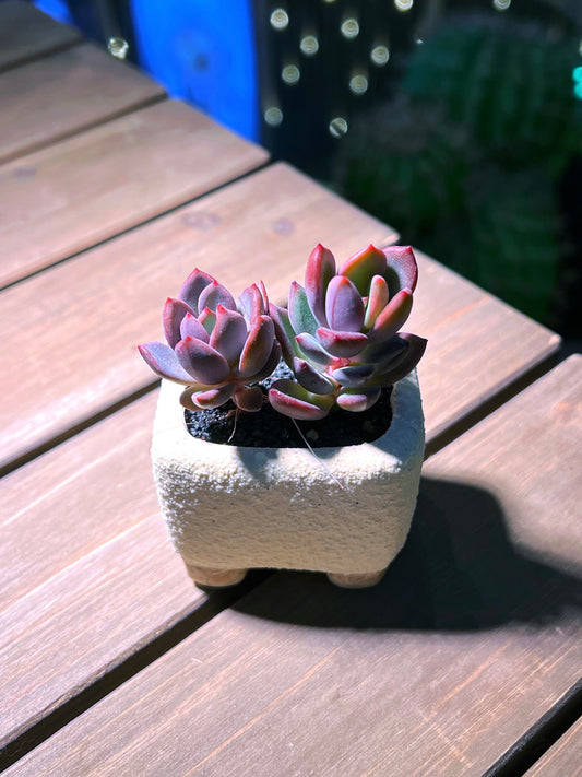 Echeveria in Matt Textured Claypot