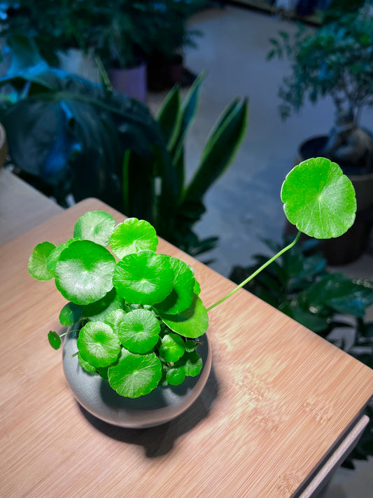 Hydrocotyle Vulgaris in Round Blue Ceramic Pot