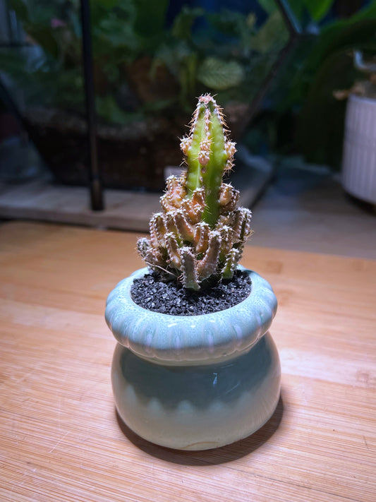 Castle Cactus Plant in Sky Blue Ceramic Pot