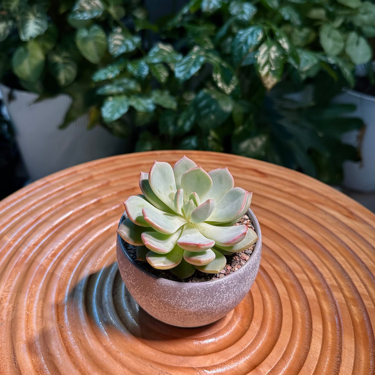 Echeveria Collection in Grey Matte Designer Pot