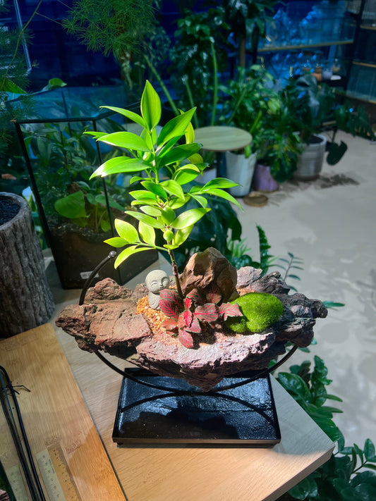 Fittonia and Podocarpus Nagi with Deco Moss Arrangement in Irregular Stone Designed Tabletop