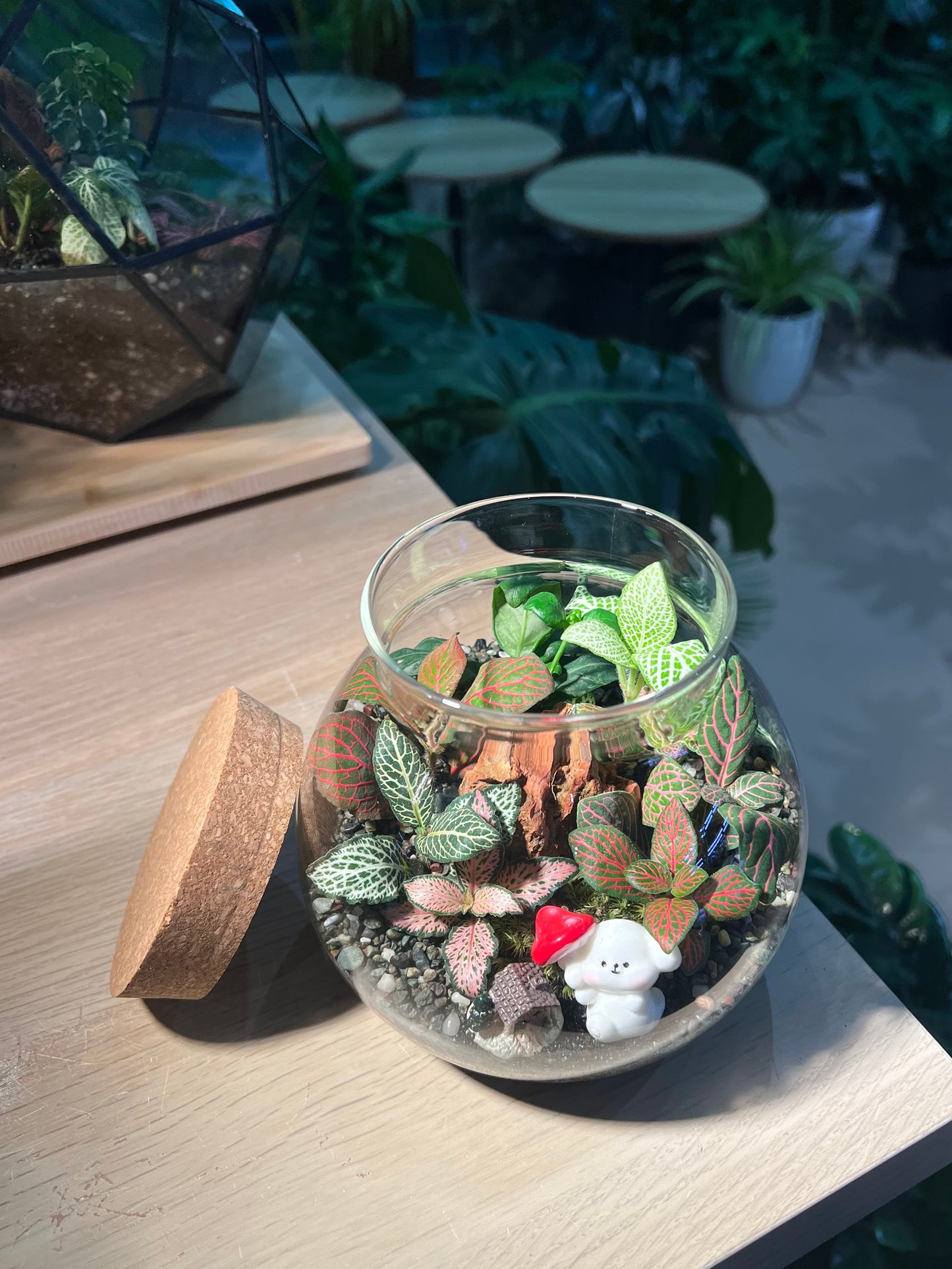 Fittonia (Indoor Plant) Arrangement in Round Covered Glass Terrarium (M)