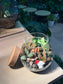 Fittonia (Indoor Plant) Arrangement in Round Covered Glass Terrarium (M)