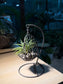 Airplant in Decorative Swing Holder